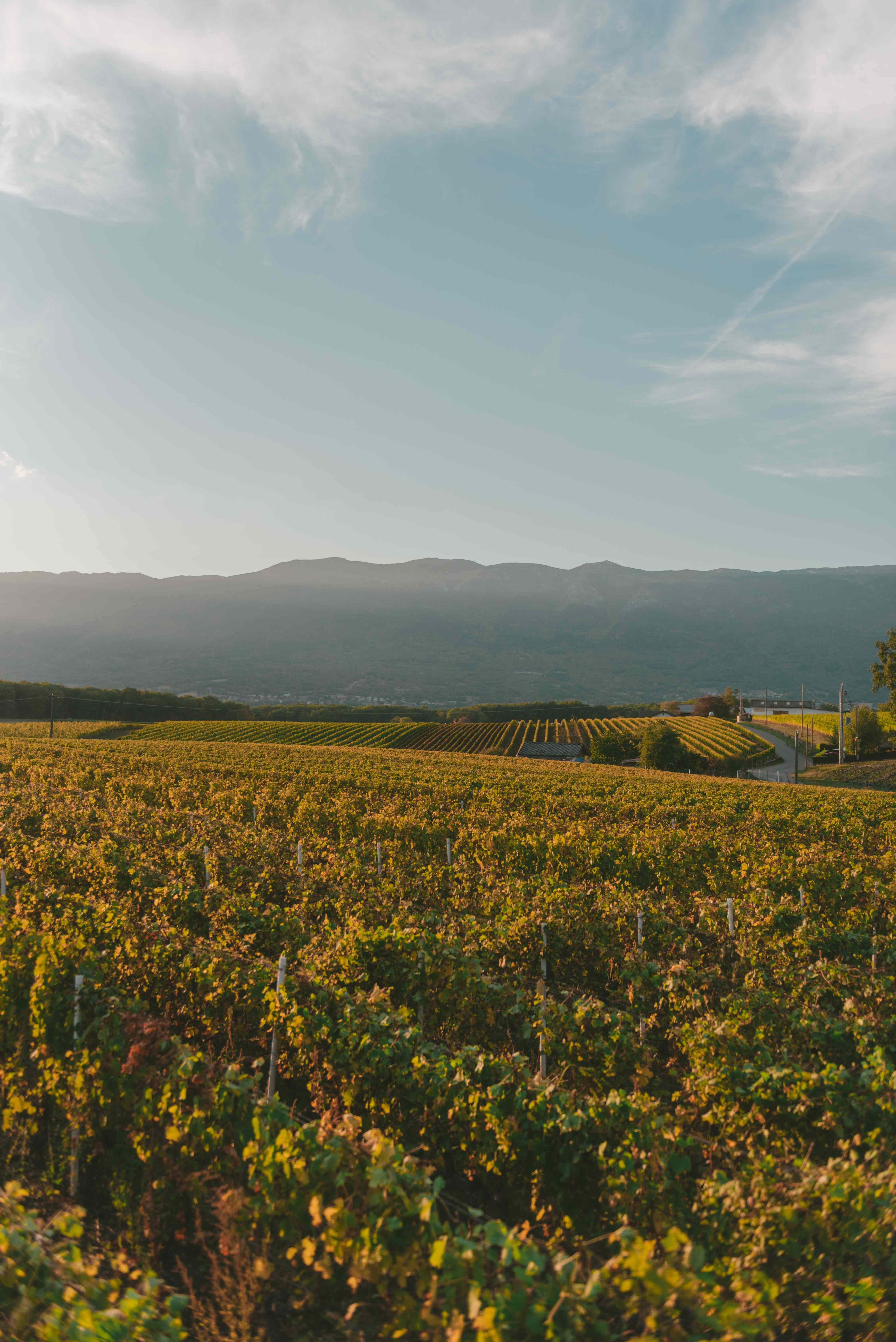 Fotografija vinograda